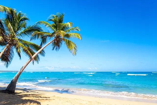 Tropical palm trees on a wild beach in the Dominican Republic. Background information on vacation travel