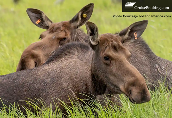 Holland America Invites Fans to Name a Rescued Moose