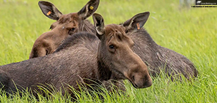 Holland America Invites Fans to Name a Rescued Moose